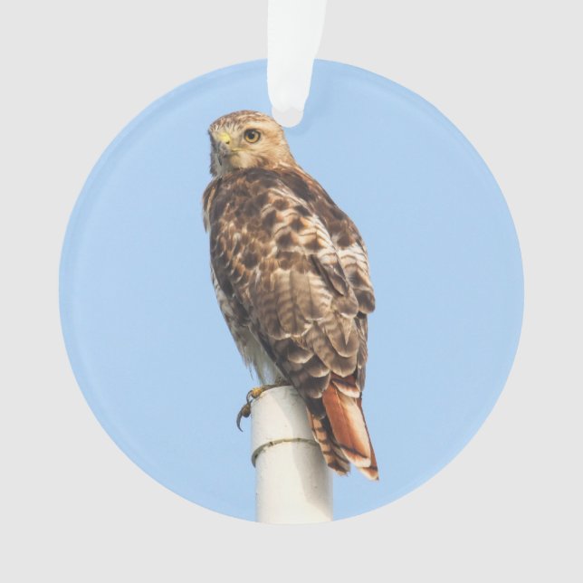 faucon Rouge-coupé la queue (devant)