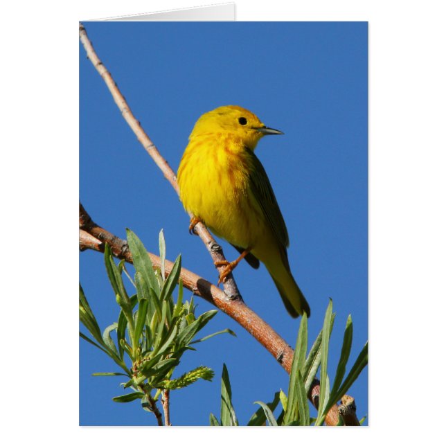 Fauvette jaune (Devant)