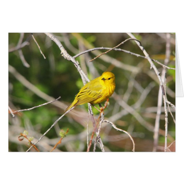 Fauvette jaune 2 (Devant horizontal)