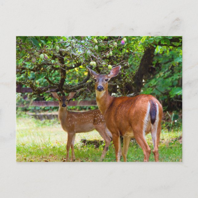 Fawn Deer en été carte postale (Devant)