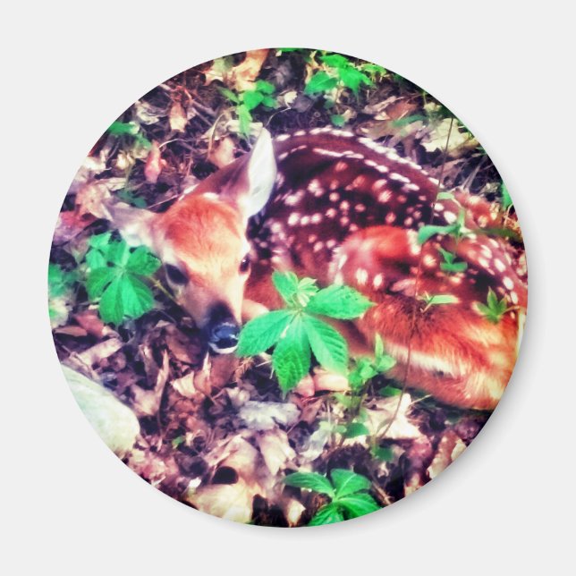 FAWN MAGNET (Devant)
