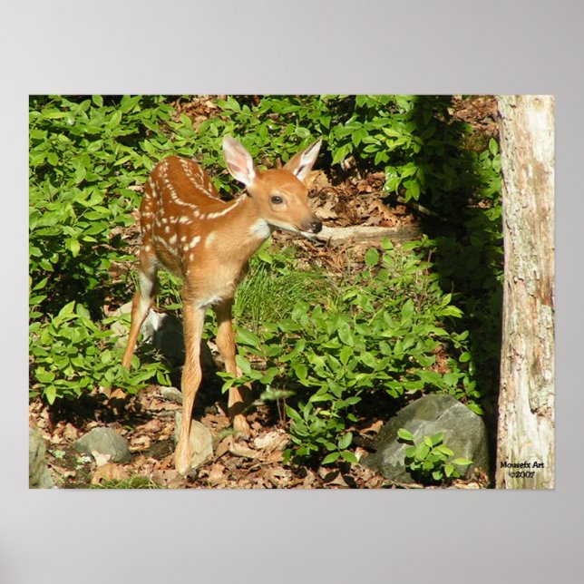 Fawn Poster (Devant)