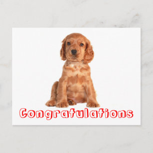 Cartes De Vœux Chien Cocker Zazzle Fr