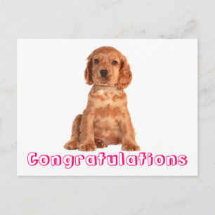 Félicitations Cocker Spaniel Puppy Chien Carte Pos