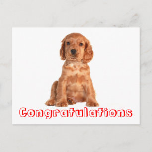 Félicitations Cocker Spaniel Puppy Chien Carte Pos