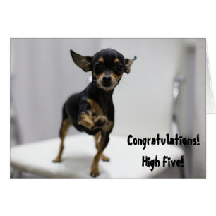 Félicitations High Five Dog Cute Chihuahua Funny