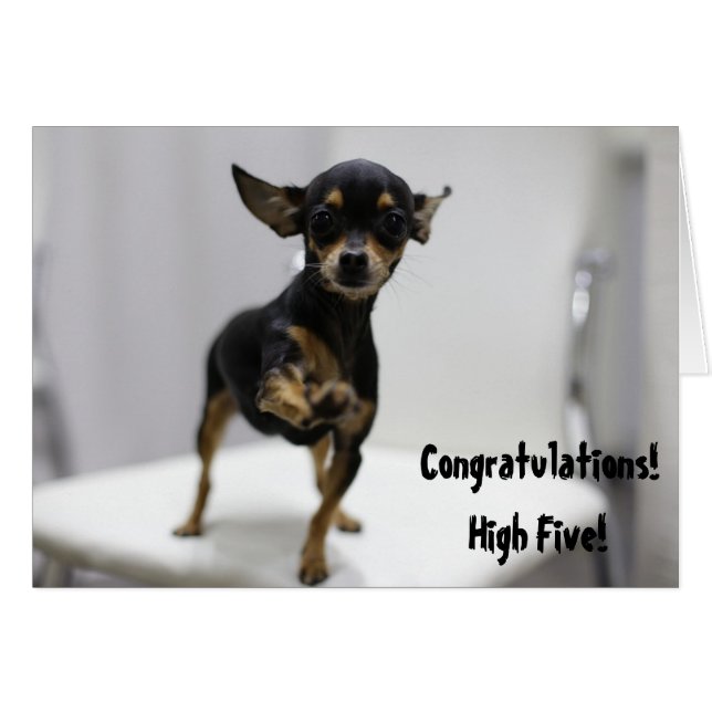Félicitations High Five Dog Cute Chihuahua Funny (Devant horizontal)