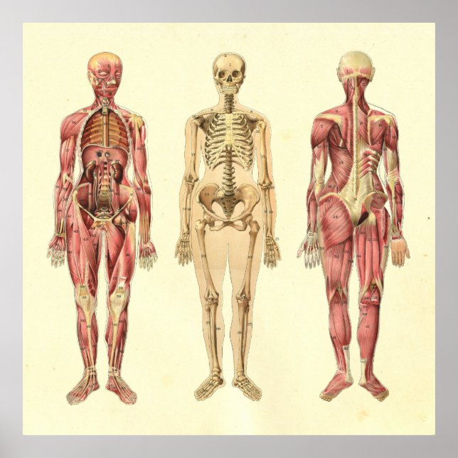 Female Muscle & Skeleton Anatomy Poster (Devant)