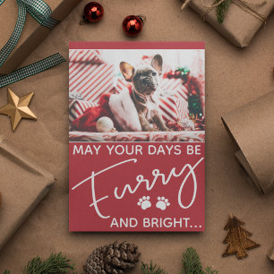 Fer et chien brillant photo Noël