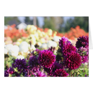 Ferme de dahlia