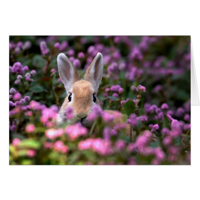 Ferme de lapins (Devant horizontal)