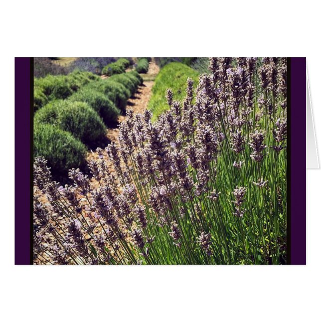 Ferme de Lavender (Devant horizontal)