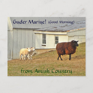 Ferme de moutons de carte postale Amish. Ajouter u