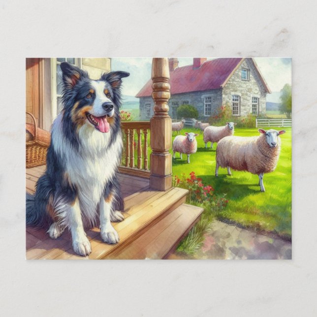 Ferme de moutons et carte postale de border collie (Devant)