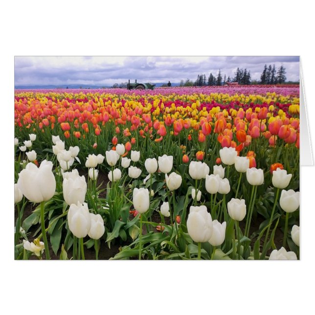 Ferme de Tulip (Devant horizontal)
