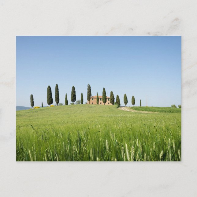 Ferme en Toscane avec carte postale cyprès (Devant)