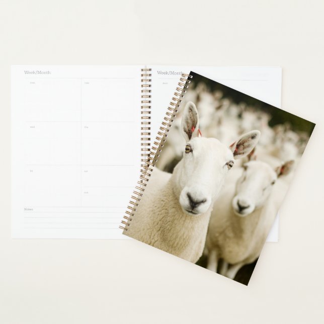 Fermes | Troupeau de moutons (Devant avec enveloppe)