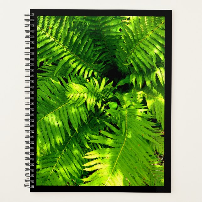 Fern (Devant)
