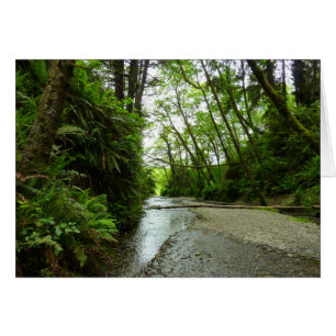 Fern Canyon II au Parc national de Redwood