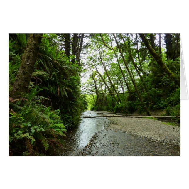 Fern Canyon II au Parc national de Redwood (Devant horizontal)