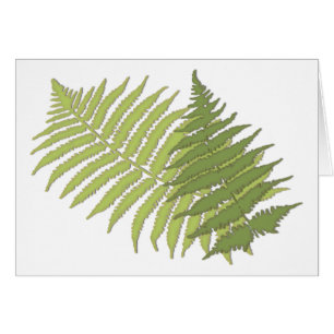 Fern Leaves