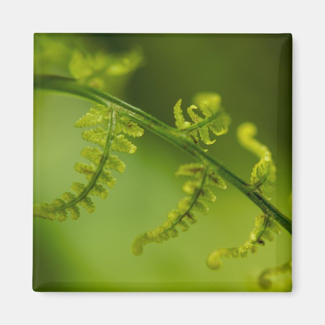 Fern Magnet (Devant)