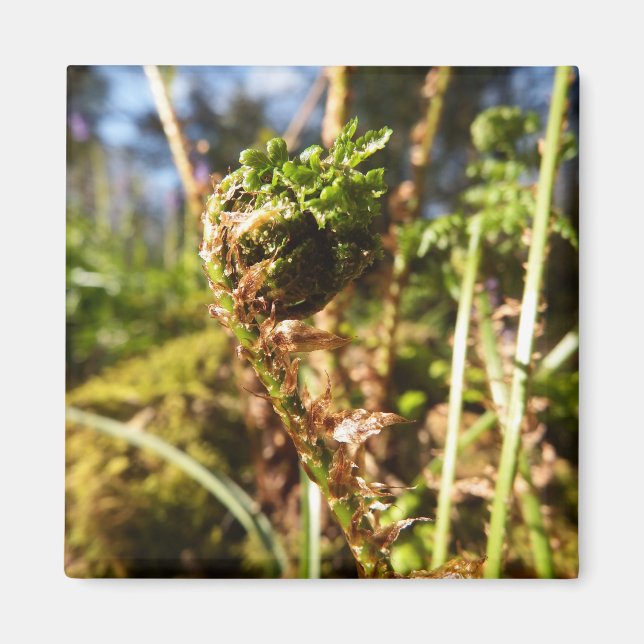 Fern Magnet Frond (Devant)