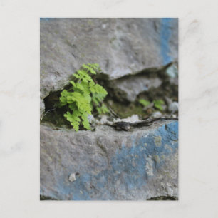 Ferne déterminée dans Boulder Blue Graffiti Carte