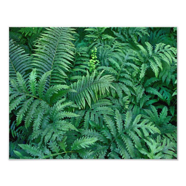 Ferns : Papier photo (Devant)