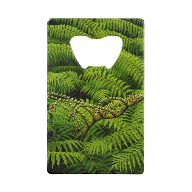 Ferns - Photographie d'Art (Devant)