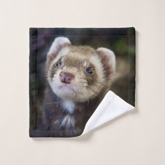 Ferret