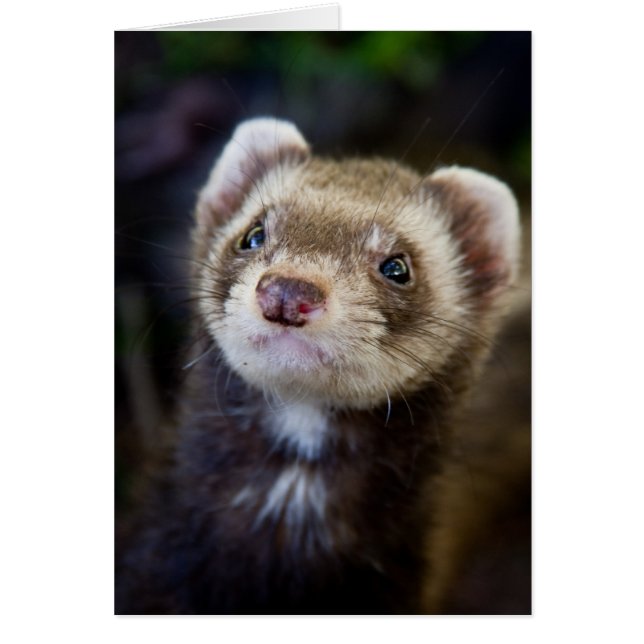 Ferret (Devant)