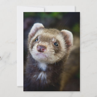 Ferret