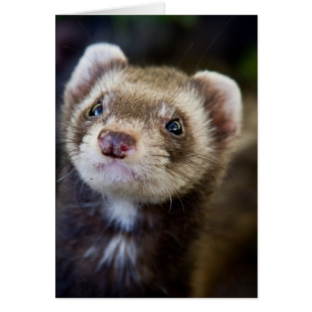 Ferret (Devant)