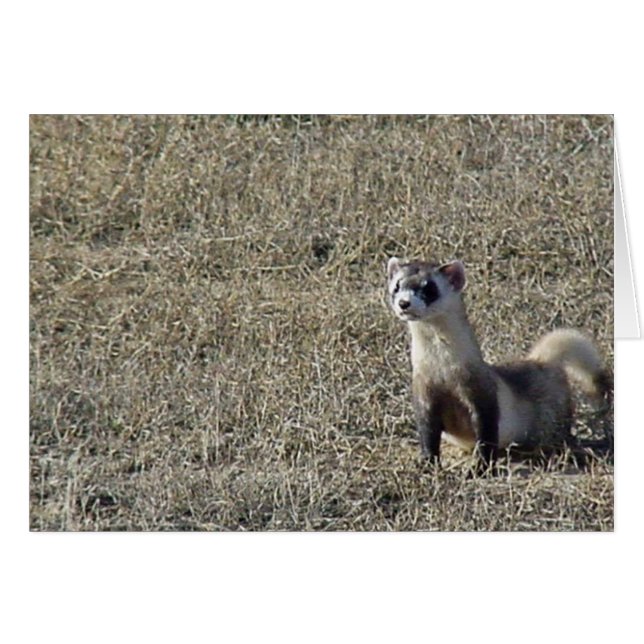 Ferret à pied noir (Devant horizontal)