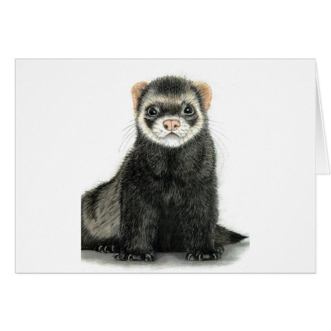 Ferret amusant ! (Devant horizontal)