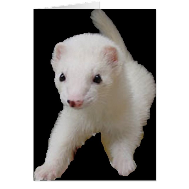 Ferret Bébé Blanc (Devant)