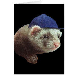 Ferret portant Casquette