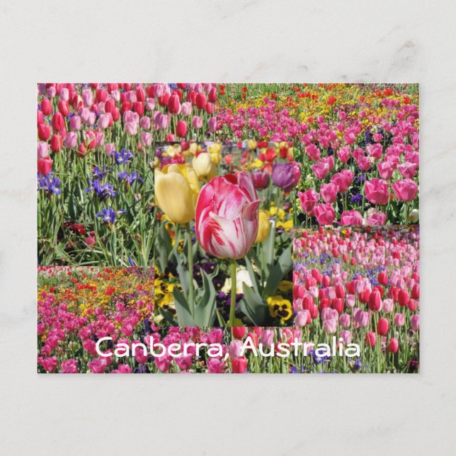 festival de tulipes, Canberra, Australie carte pos (Devant)