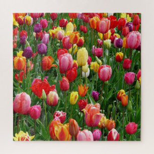 Festival Tulip Jigsaw Puzzle