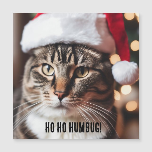 Festive Tabby (Devant)