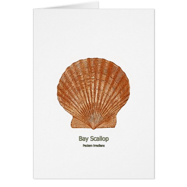 Feston Shell de baie (Devant)