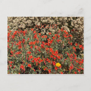 FÊTE DE COULEUR CALIFORNIENNE : AOÛT CARTE POSTALE