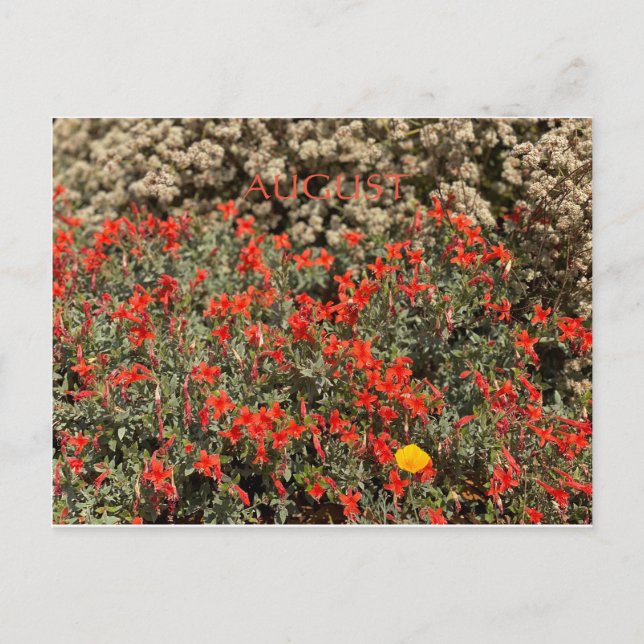 FÊTE DE COULEUR CALIFORNIENNE : AOÛT CARTE POSTALE (Devant)