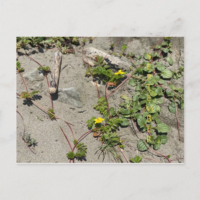 FÊTE DE COULEUR CALIFORNIENNE : Carte postale de s (Devant)