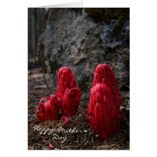 Fête des mères de la fleur de neige