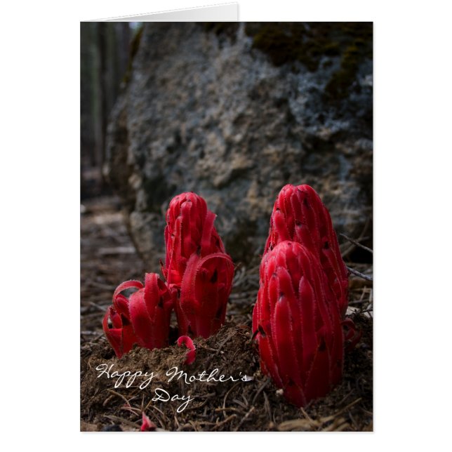 Fête des mères de la fleur de neige (Devant)