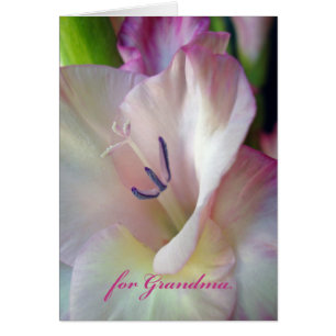 Fête des mères pour grand-mère, Gladiolus rose Pho