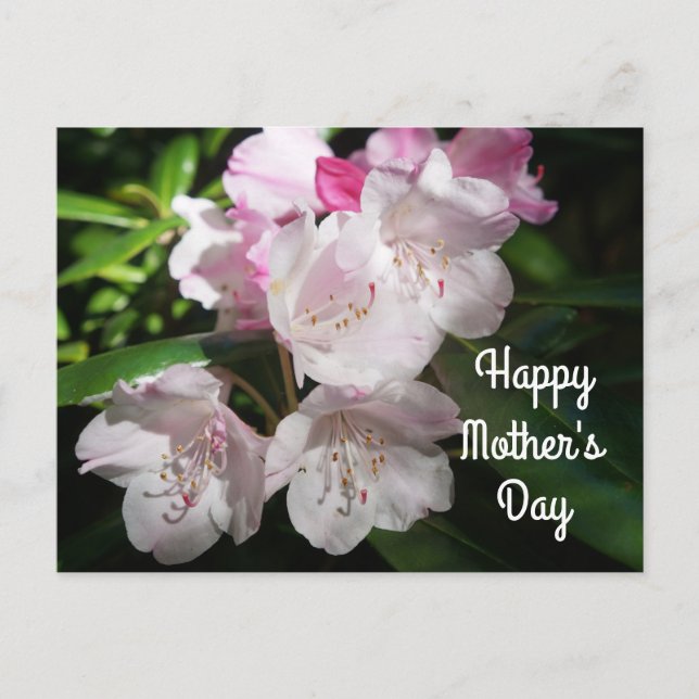 Fête des mères Sakura Cherry Blossom #2 Carte post (Devant)