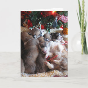 Fêtes Annuelles Cartes de Noël pour chiots et chiots de Corgi, un